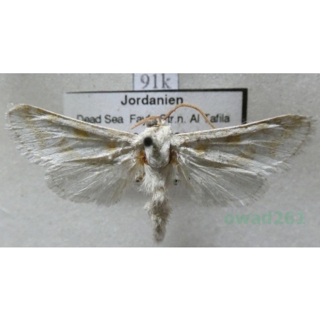 Holcocerus gloriosus laudabilis Staudinger, 1899 Jordania91k